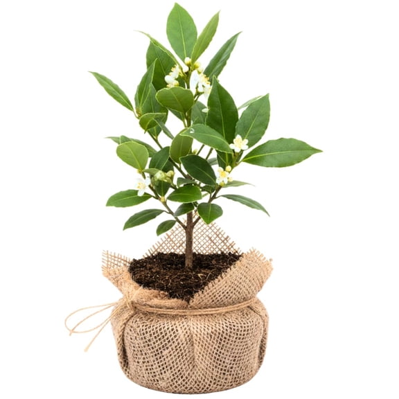 Sweet Bay Leaf Tree, Bay Laurel Laurus Nobilis Herbs, 5-8" Tall Well-Rooted for Culinary Gardens