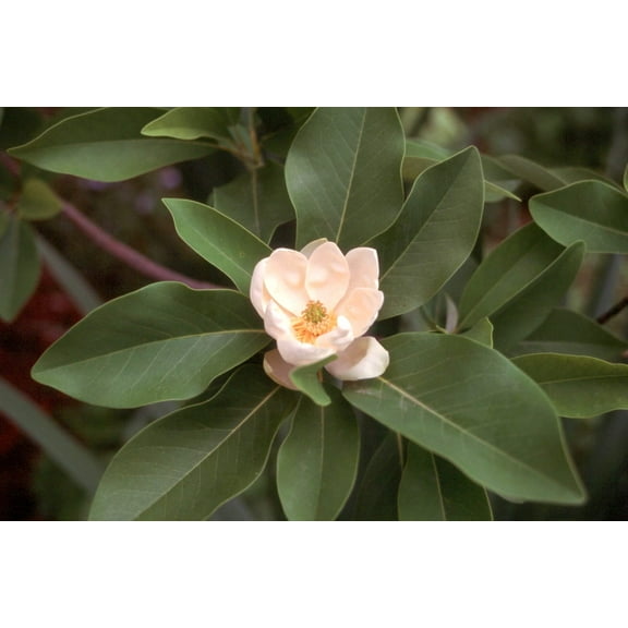 Sweet Bay Magnolia Tree Magnolia Virginiana 30 Live Plants Beautiful Ornamental Specimen
