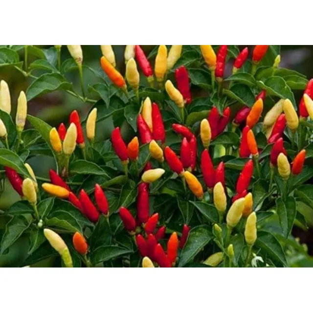 Sweet Bell Peppers Red Hot Tabascos Capsicums Frutescens Compact Bushes