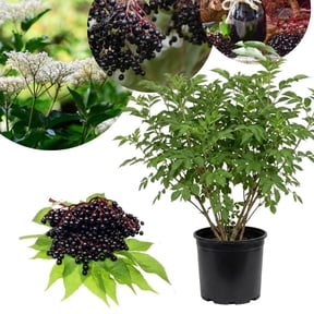 Sweet Black Elderberry Plants Live for Growing 2 to 3ft Tall, Black Elderberry Bush Live Plants, Elderberries Fruits Trees