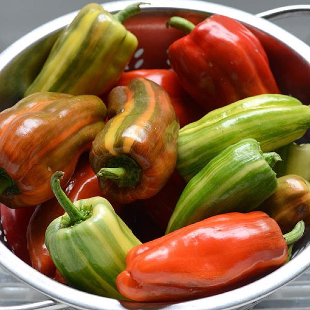 Hirt's Gardens Sweet Candy Cane Pepper Seeds