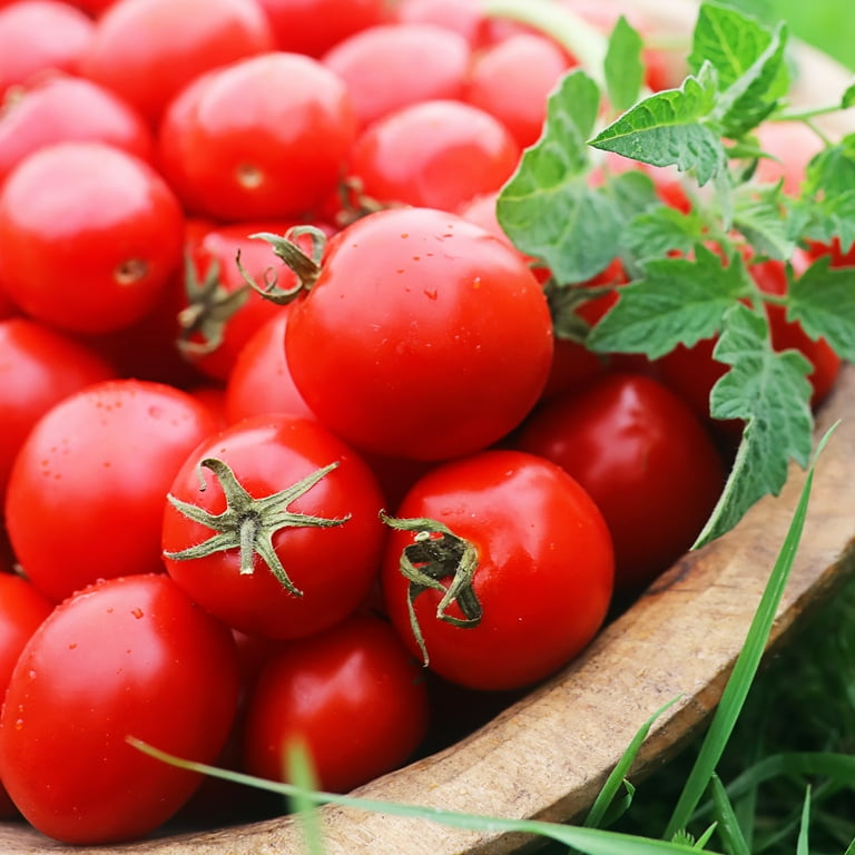120+ Seeds Burpee's Big Boy Tomato Seeds - Hybrid - Organic