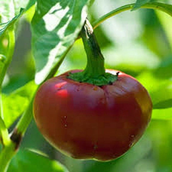 Sweet Cherry Pepper Seeds - 200 Count Seed Pack - Non-GMO - Small Veggies That Offer Rich, Sweet Flavor. - Country Creek LLC
