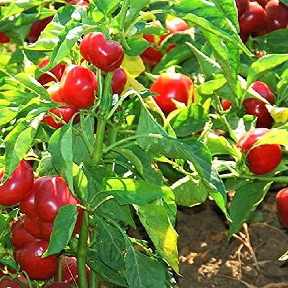 Sweet Cherry Pepper Seeds 25 Count Seed Pack NonGMO Small