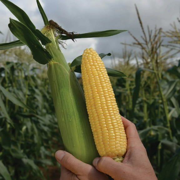 Sweet Corn Elle F1 Seed