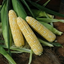 Sweet Corn Hero XR F1 Seed