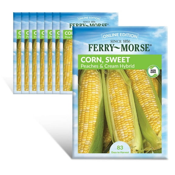 Ferry-Morse Online Edition Sweet Corn Peaches & Cream Hybrid Seeds - 8 Pack
