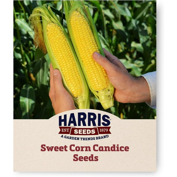 Harris Seeds Sweet Corn Candice F1, Non-GMO Supersweet Yellow Kernels, 1,000 Count