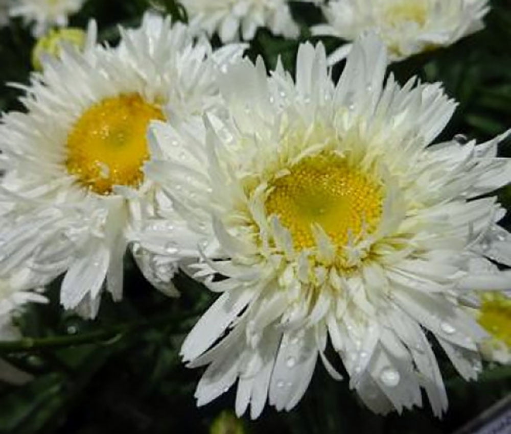 Sweet Daisy Rebecca Shasta Daisy Perennial Leucanthemum superbum 2.