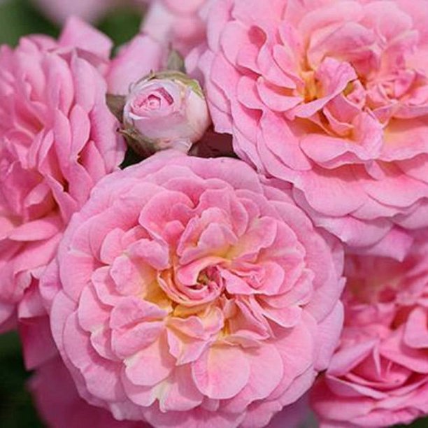 Sweet Drift Rose (1 Gallon) LowGrowing Groundcover Deciduous Flowering Shrub Full Sun Live