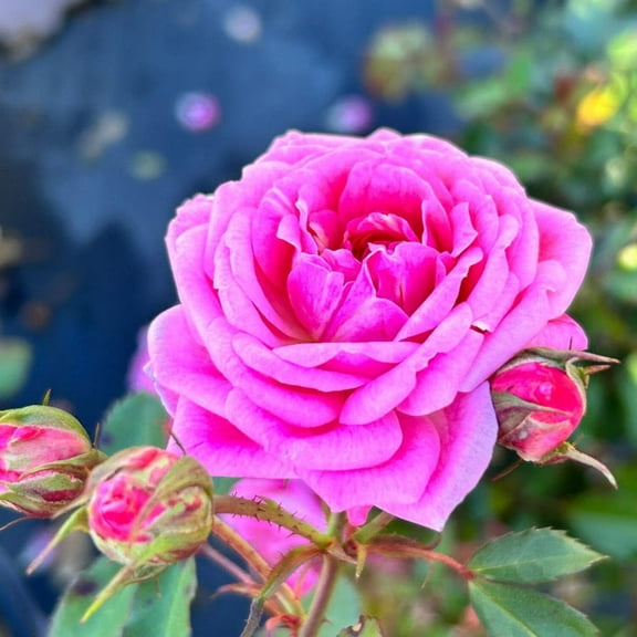 Sweet Drift Rose - 3 Gallon Pot, Live Deciduous Shrub, Full Sun, Outdoor