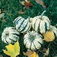 thumbnail image 1 of Sweet Dumpling Squash Seeds for Planting - 20 Seeds of Cream and Green Squash to Grow, 1 of 3