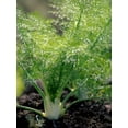 thumbnail image 1 of Sweet Fennel - Perennial Herb - Live Plant - 3" Pot, 1 of 1