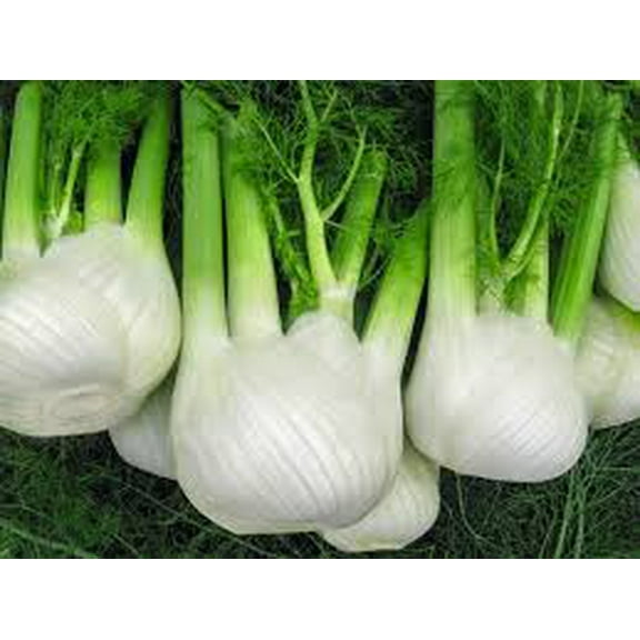 Sweet Fennel Seed, Heirloom, Non GMO, 500 Seeds, Grow Your Own Aromatic & Flavorful Culinary Herb Garden