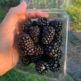 thumbnail image 1 of Sweet Giant Thornless Blackberry Bush Deciduous Dormant Bare Root Fruit Bearing Starter Plant (1-Pack), 1 of 3