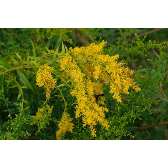 Sweet Goldenrod