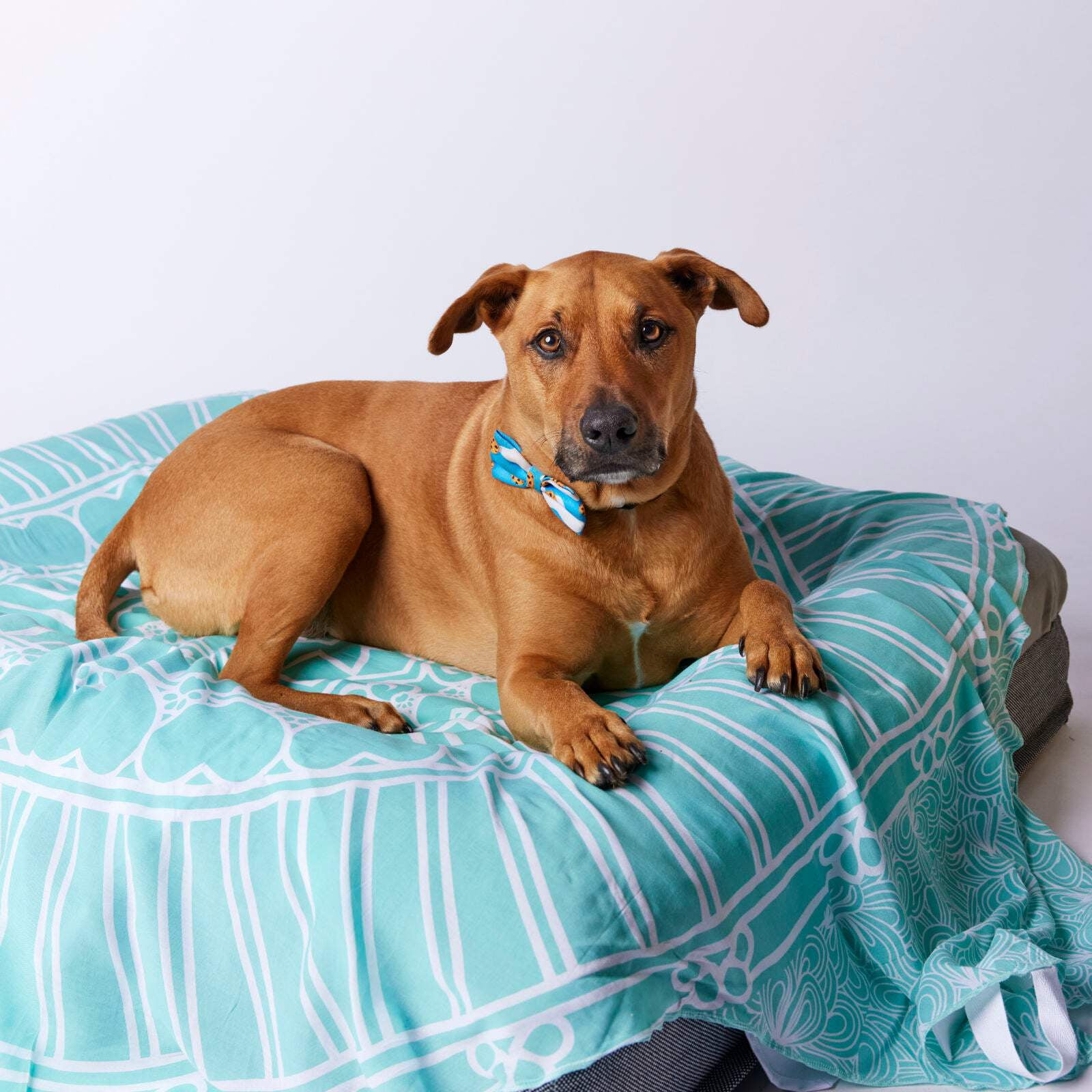 Sweet Goodbye COCOON - Eco-friendly Soft Pet Casket - Burial ...