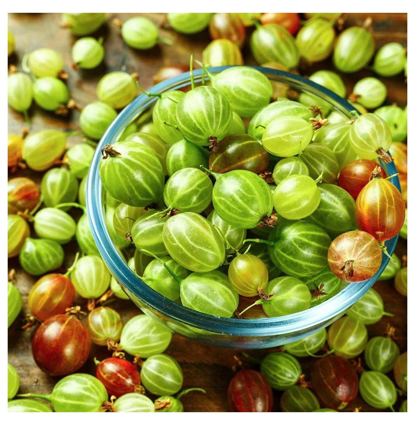 Sweet Gooseberry Bush Live Plant Well Rooted Edible Gooseberry Plant sweet-gooseberry-bush-live-plant-well-rooted-edible-gooseberry-plant