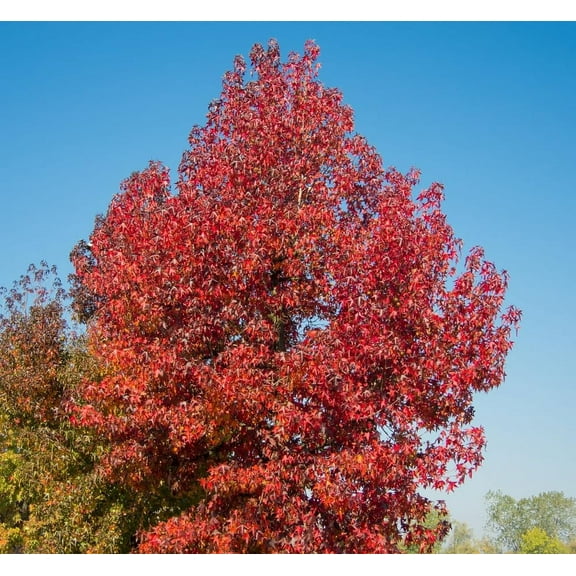 Sweet Gum Tree Seedlings for Planting - No Ship to California (3 Seedlings)