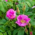 thumbnail image 1 of Sweet Hips Rugosa Rose Potted Starter Plant (1-Pack), 1 of 4