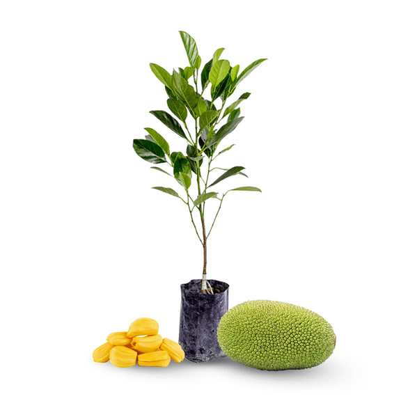 Sweet Jackfruit Plant, 4-6 Inch, Hardy Fruit Bearing Plant for Backyard Gardening