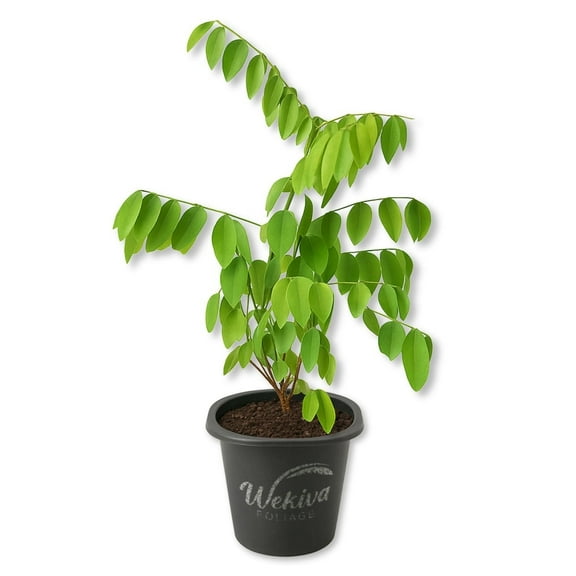 Sweet Leaf Bush - Katuk - 1 Live Starter Plant - Sauropus Androgynus - Grow Your Own Edible Foliage Garden Shrub