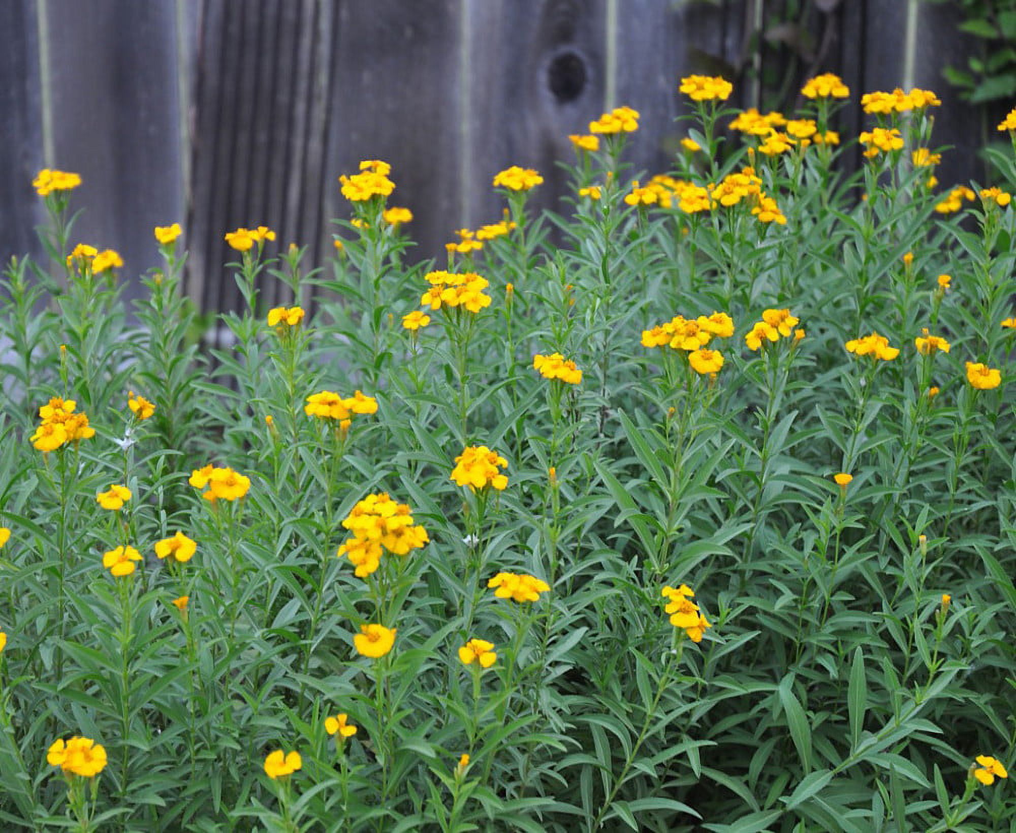 Sweet Mace Spanish Tarragon Mexican Tarragon Mexican Mint