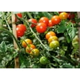 thumbnail image 1 of Sweet Million Cherry Tomato Plant - 2.5" Pot - Up to 2000 Cherries, 1 of 4