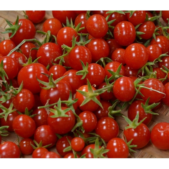 Sweet Million Cherry Tomato Plant - 4" Pot - Up to 2000 Cherries