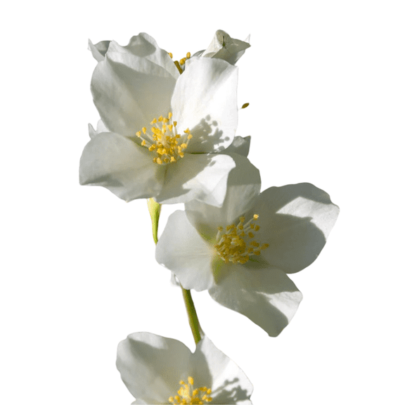 Sweet Mock Orange  Live Flowering Ornamental Shrubs, 1 Gallon Potted, Set of 2