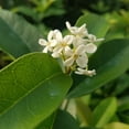 thumbnail image 1 of Expert Gardener Sweet Olive Osmanthus (2.5 Quart) Blooming Evergreen Shrub with Fragrant White Flowers - Full Sun Live Outdoor Plant, 1 of 4