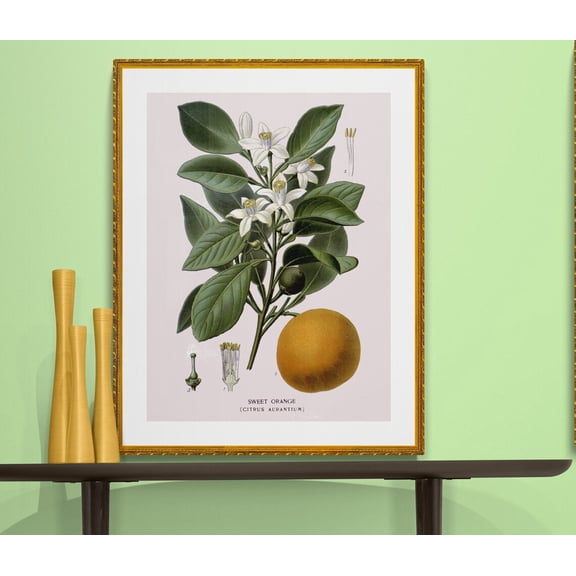 Sweet Orange Tree Botanical Illustration, Unframed Paper Poster 8x10in