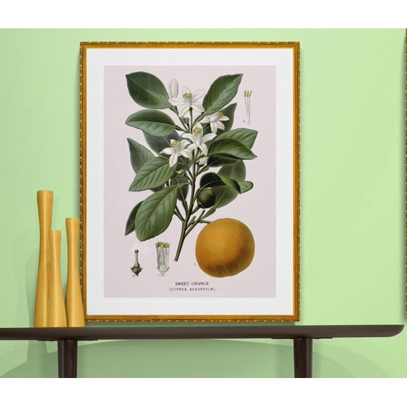 Sweet Orange Tree Botanical Poster, Unframed Paper Poster 11x14in