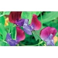 thumbnail image 1 of Sweet Pea, 100 Seeds Newly Harvested, Great Cut Flower, 1 of 1
