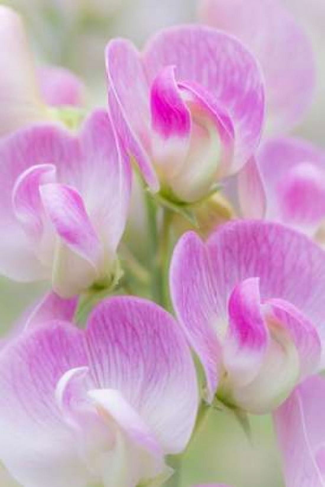 Sweet Pea Blossoms II Canvas Art - Kathy Mahan (12 x 18)
