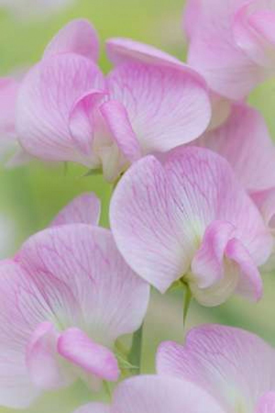 Sweet Pea Blossoms III Canvas Art - Kathy Mahan (24 x 36)