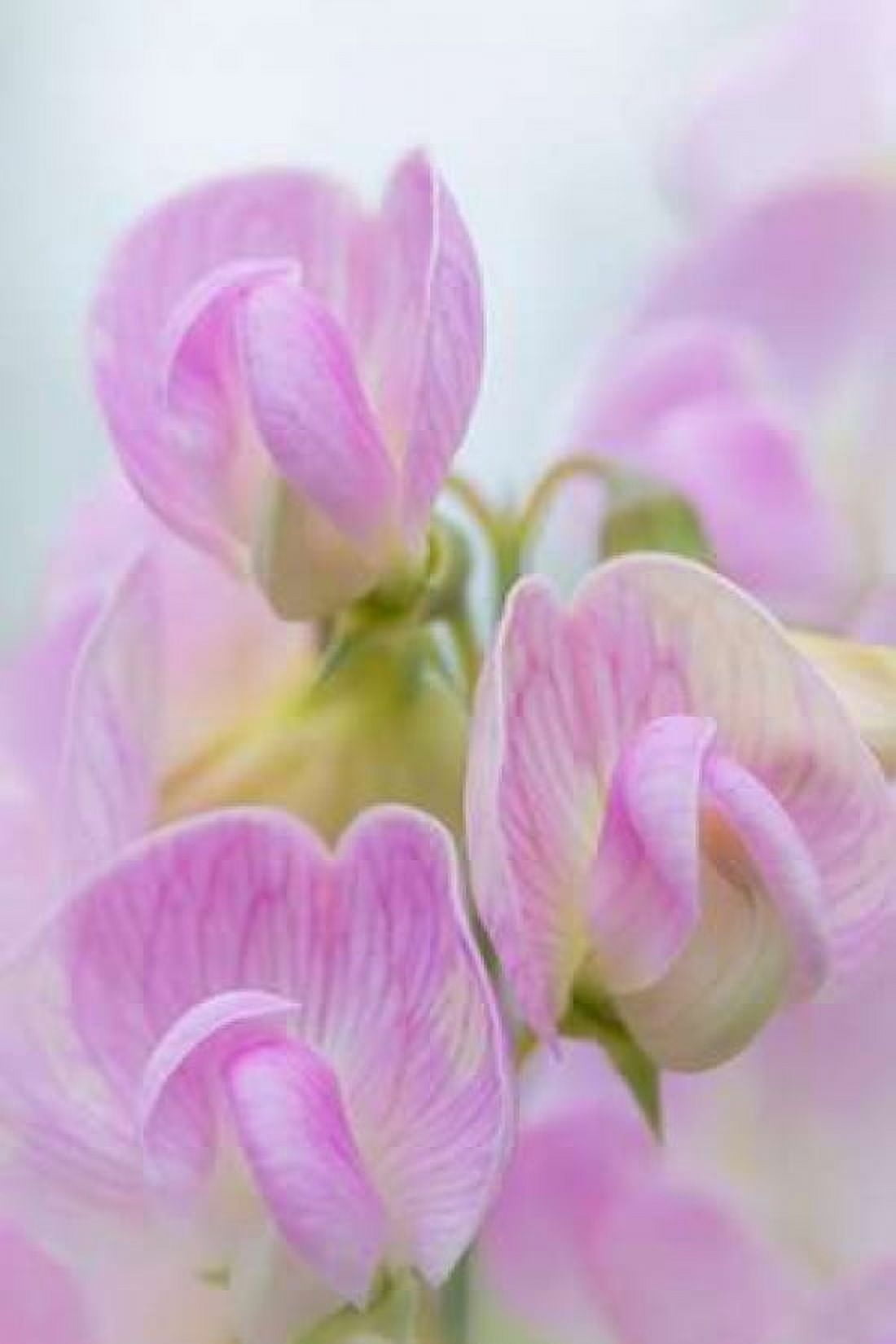 Sweet Pea Blossoms IV Canvas Art - Kathy Mahan (12 x 18)