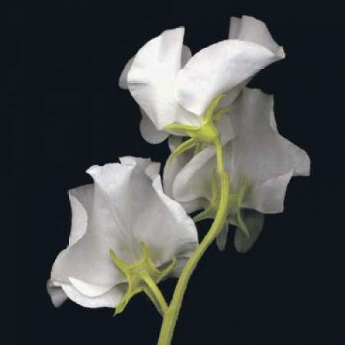Sweet Pea Canvas Art - Andrew Levine (24 x 24)