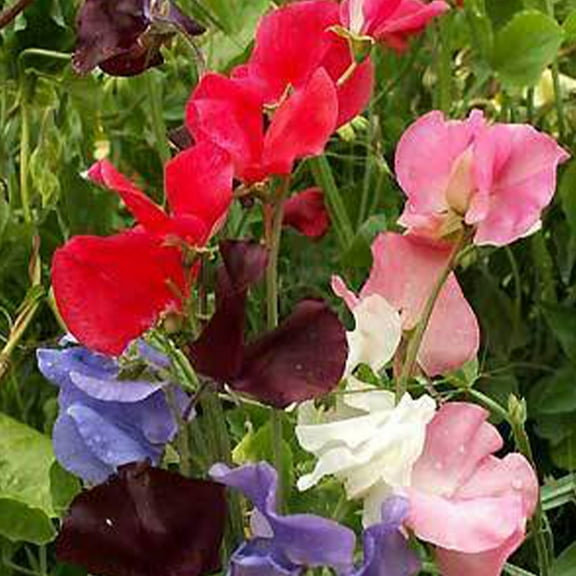 Sweet Pea Early Multiflora Mix - 1 OZ - Open Pollinated - Non-GMO - Annual Fragrant Flower Gardening Seeds