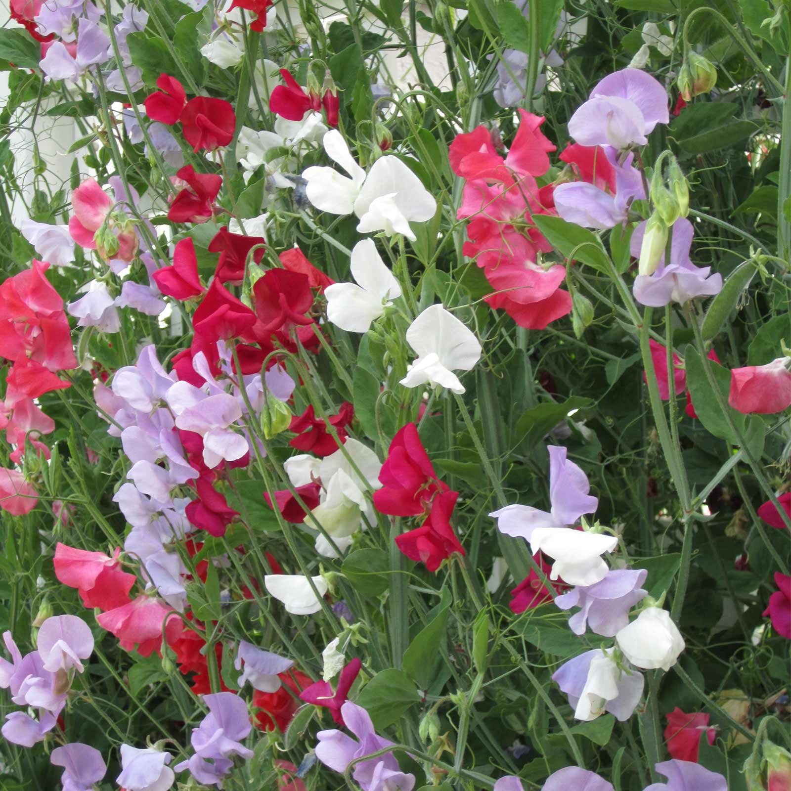 Sweet Pea Flower Garden Seeds - Everlasting - 4 Oz - Perennial Vine Flower Gardening Seeds - Rose, White & Red