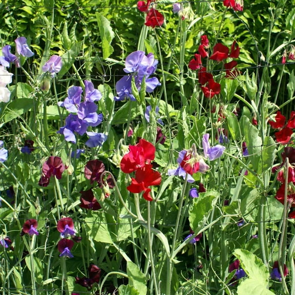 Sweet Pea Flower Garden Seeds - Royal Family Mix - 4 g Packet - Annual Flower Gardening Seeds - Lathyrus odoratus