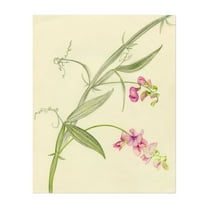 Sweet Pea Flowers - Drawing Botanical Floral Nature Flowers Pastel Minimalist Line Art Unframed Wall Art Print 8 x 10 inches