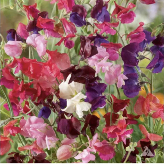 Sweet Pea High Scent Alyssum Tiny Tim Phlox Twinkle Seed Bundle Fragrant Garden Non-GMO