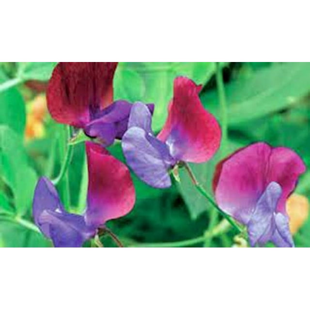 Sweet Pea, Royal Family Mix, 200 Seeds Newly Harvested, Great Cut ...