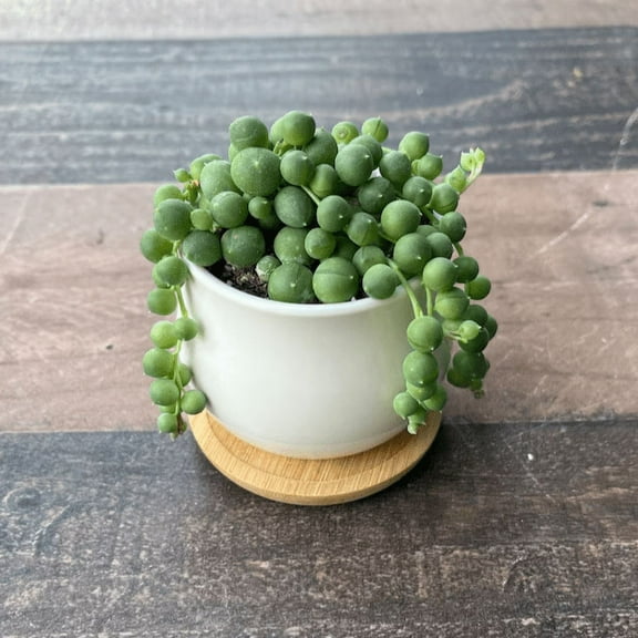 Sweet Pea- String of Pearls Potted Succulent
