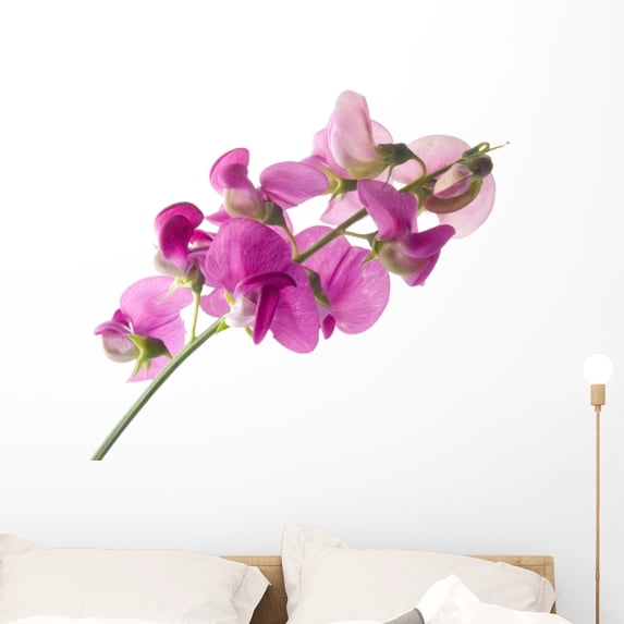 Sweet Pea Wall Decal by Wallmonkeys Peel and Stick Graphic (36 in W x 32 in H) WM177291