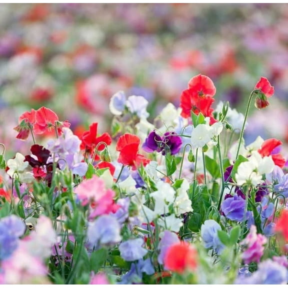 Sweet Peas Seeds, Knee High Mix - 100 Seeds (Lathyrus odoratus)
