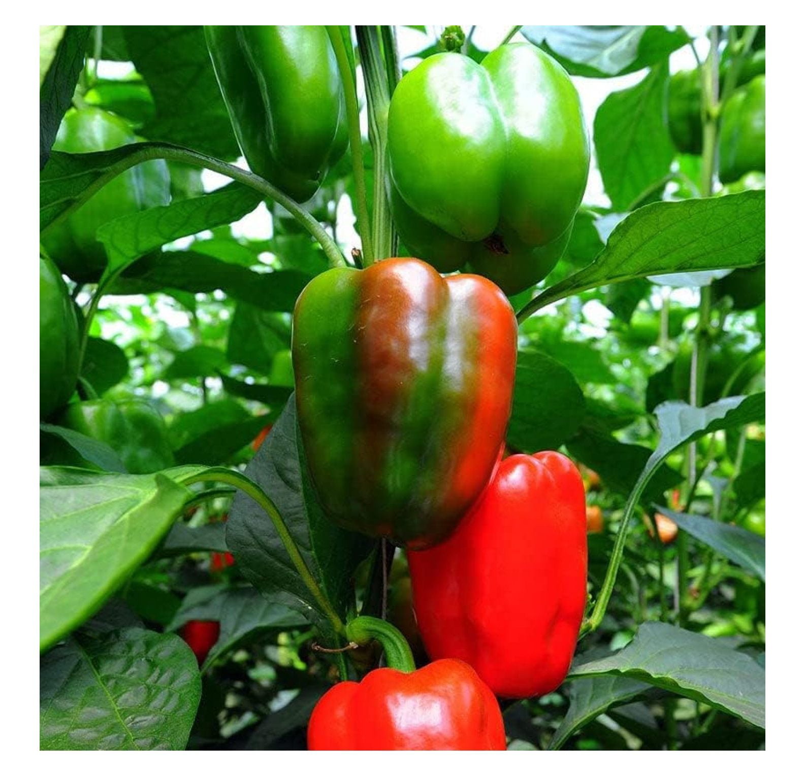Sweet Pepper Seeds California Wonder 1 Ounce Vegetable Seeds
