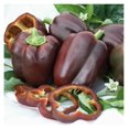 Sweet Pepper Seeds Chocolate Beauty 1 Ounce Vegetable Seeds