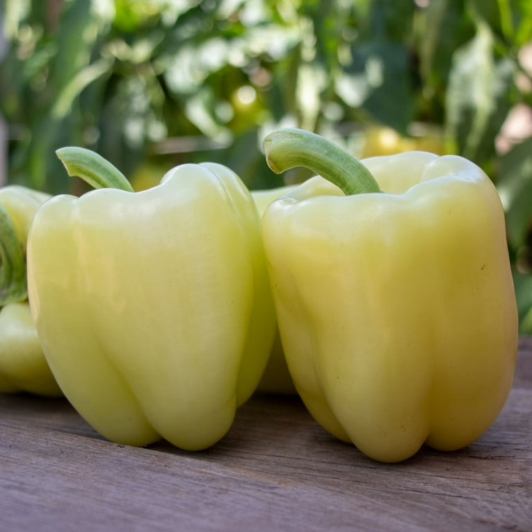 Sweet Pepper Seeds - Valahia F1 - Packet - Vegetable Seeds, Hybrid Seed  Fast Growing, Container Garden - Walmart.com